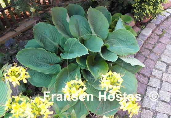 Hosta Viking Ship